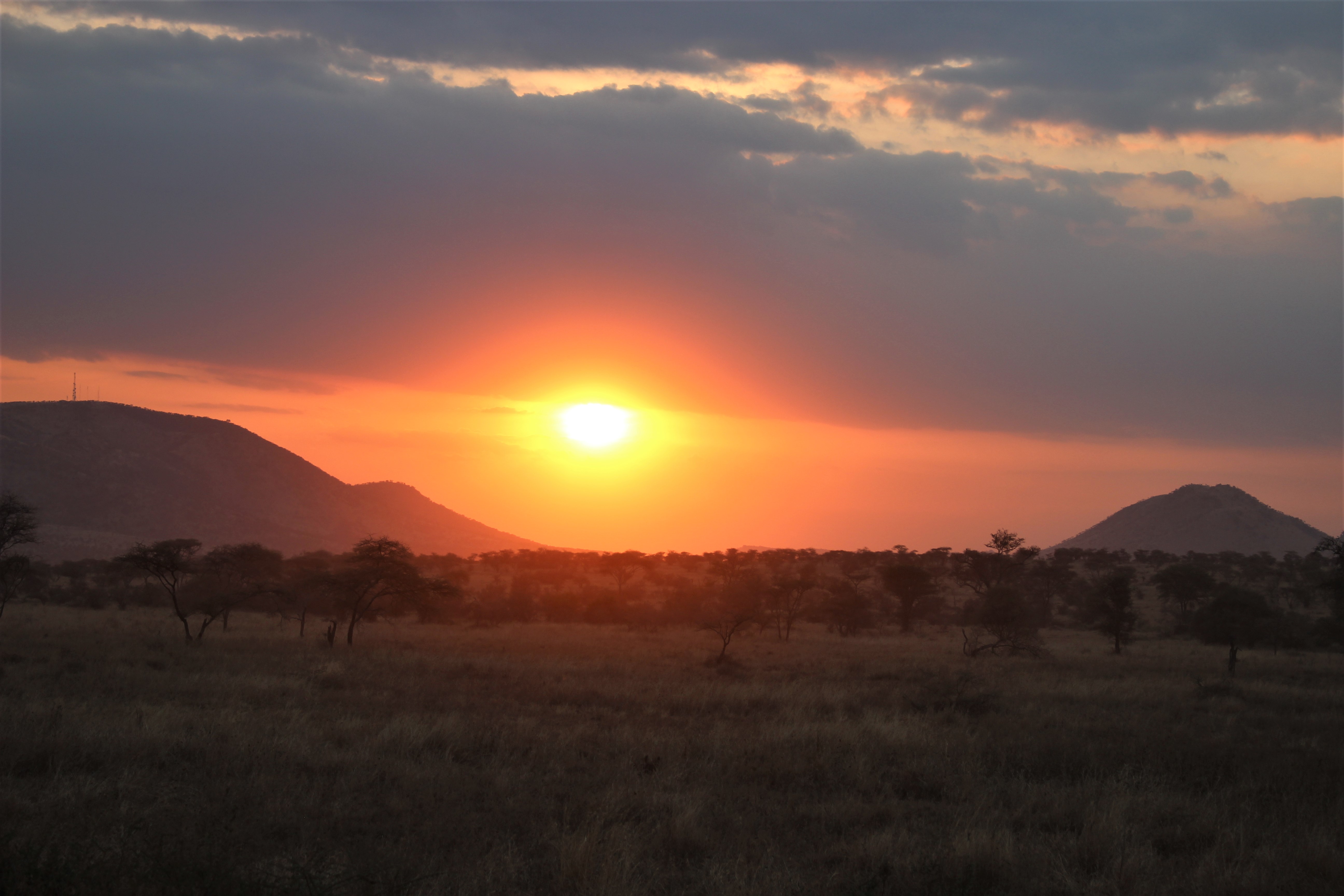 Good morning Serengeti, by E. Cerrotini